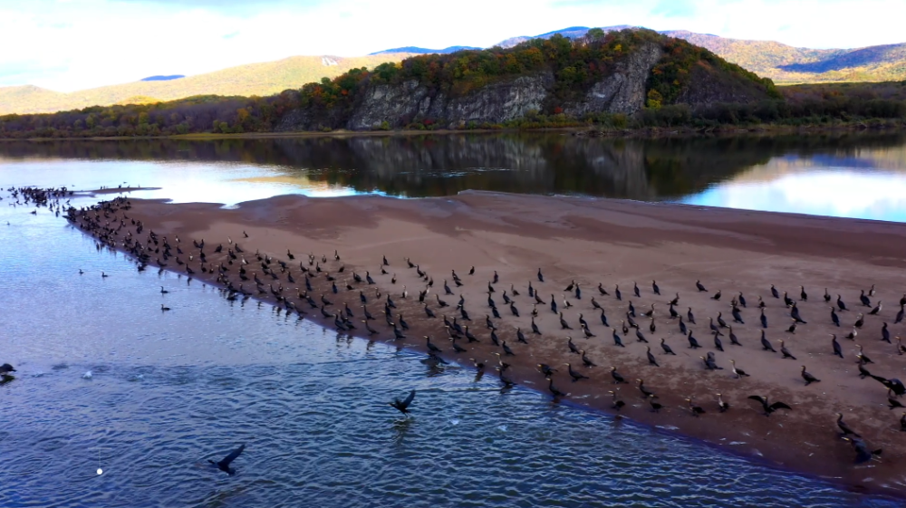 饶河秋韵别样浓!大批越冬候鸟歇脚乌苏里江湿地_腾讯新闻
