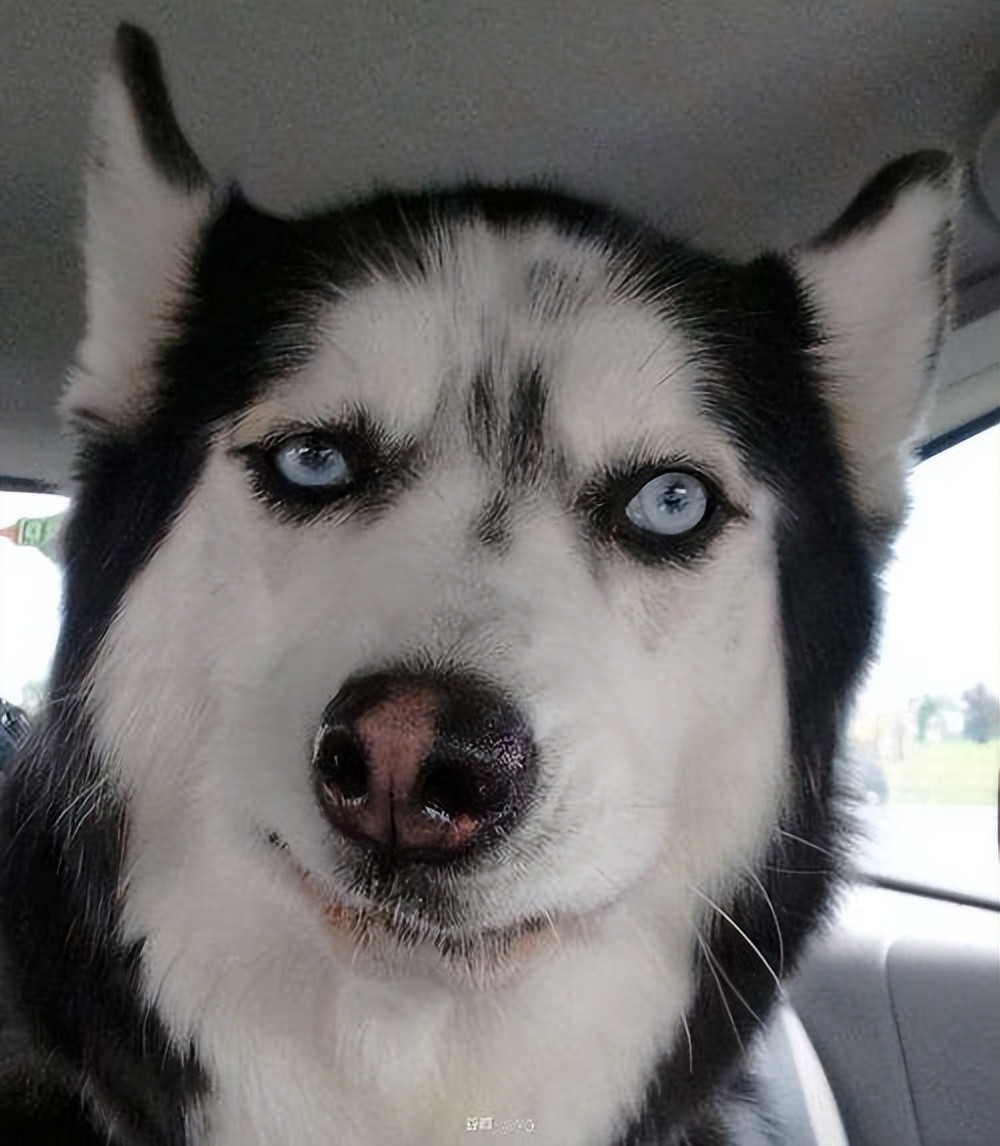 被"误解"的哈士奇:这是一种"不愿为奴"的狗子_腾讯新闻