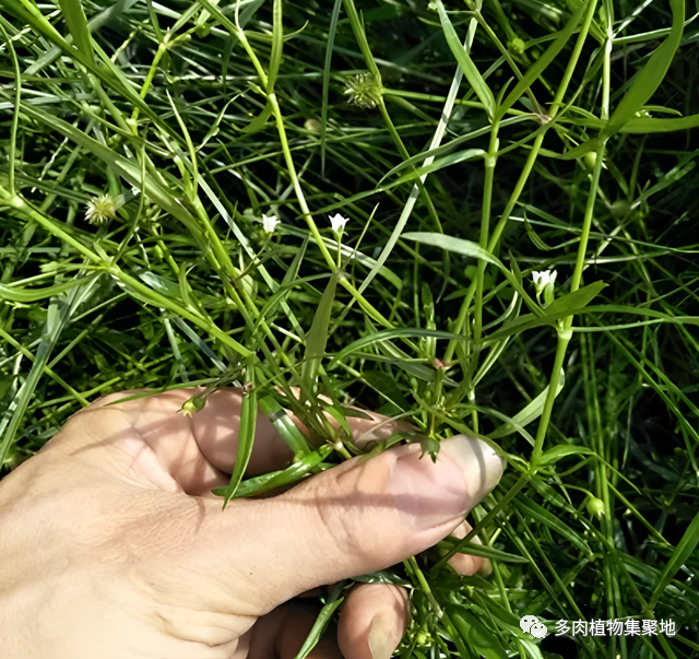 长在岩石边,人称"羊须草,是珍贵的药用植物,每年都可采收!