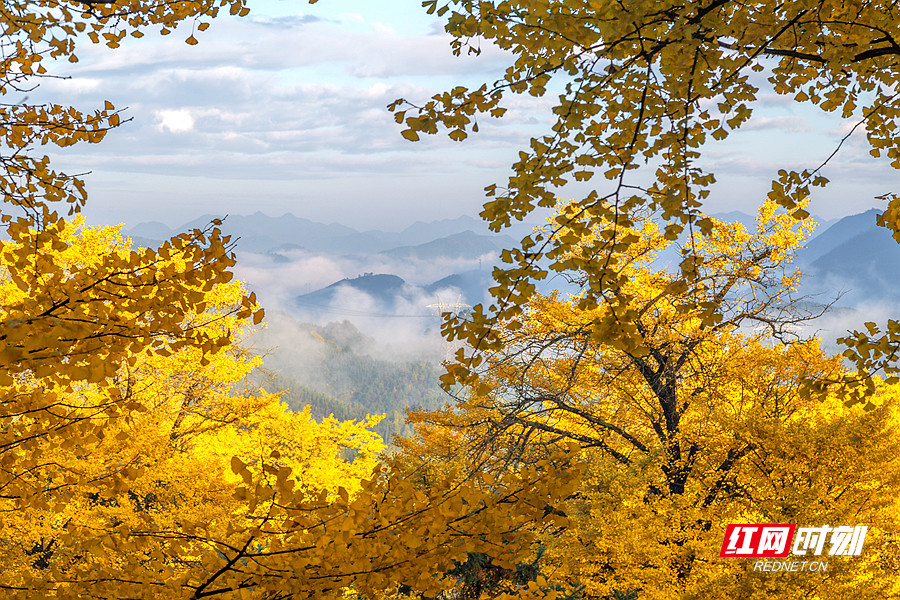 二十四节气·霜降丨恨秋太晚 方撒金黄