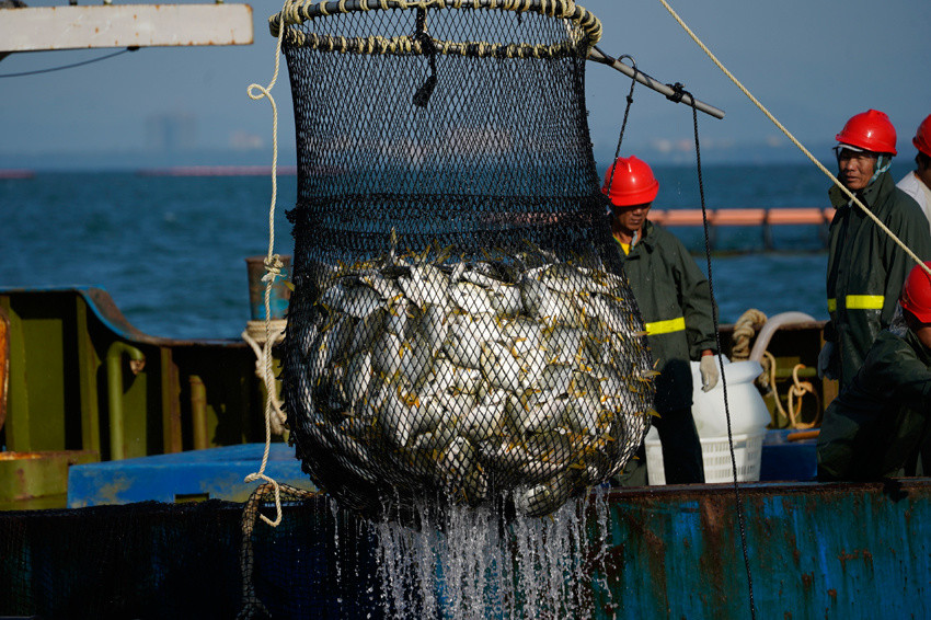 金鲳鱼喜获丰收.金鲳鱼喜获丰收.金鲳鱼丰收.金鲳鱼丰收.金鲳鱼丰收.