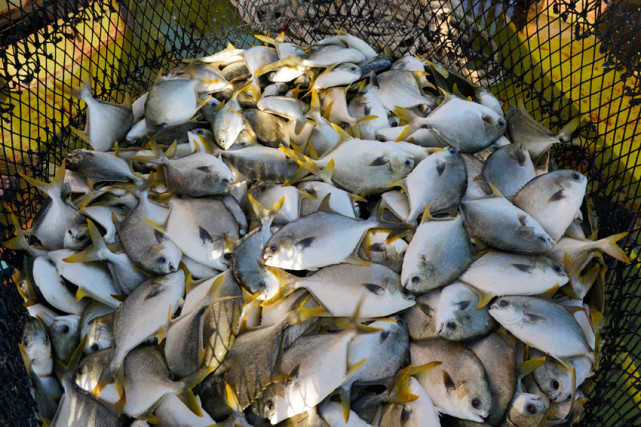 金鲳鱼丰收.金鲳鱼丰收啦!金鲳鱼丰收啦!金鲳鱼丰收啦!