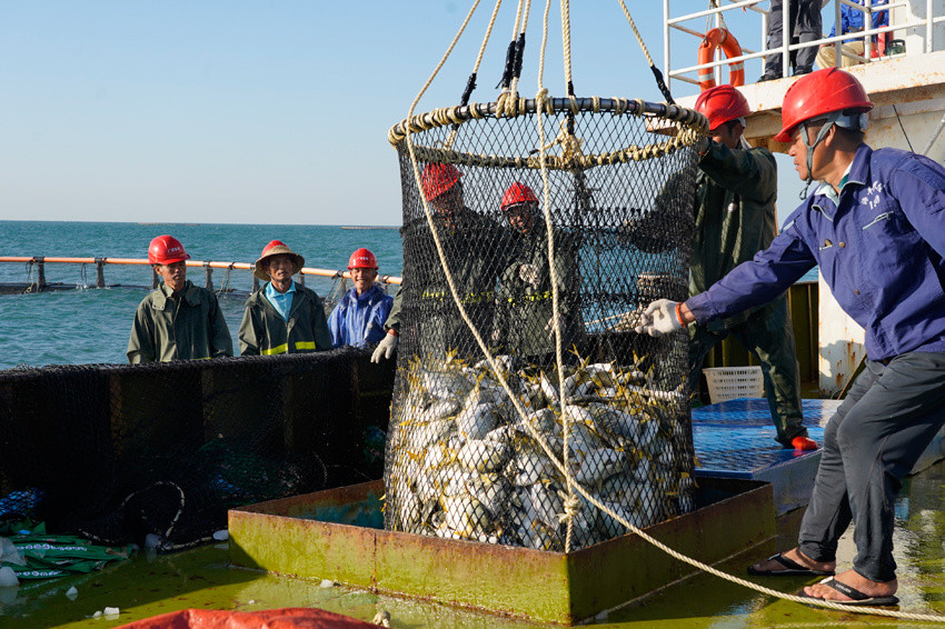 金鲳鱼丰收啦!金鲳鱼丰收啦!金鲳鱼丰收啦!