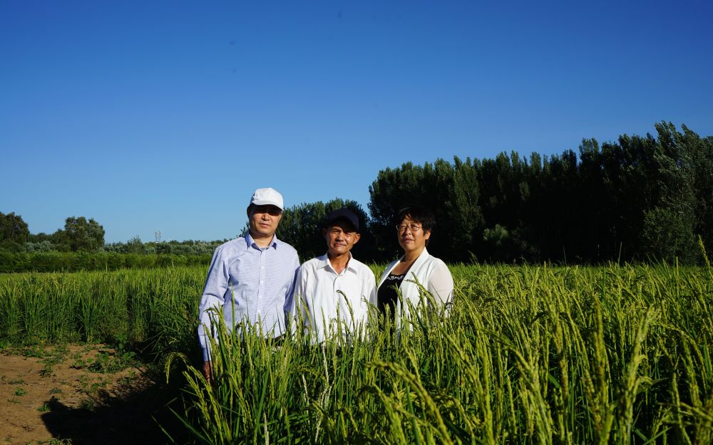 平谷博士农场重现北京消失多年的旱稻沪江网校和英语流利说哪个好