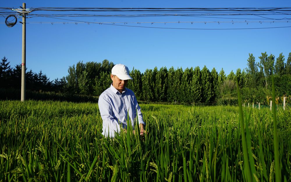 平谷博士农场重现北京消失多年的旱稻沪江网校和英语流利说哪个好