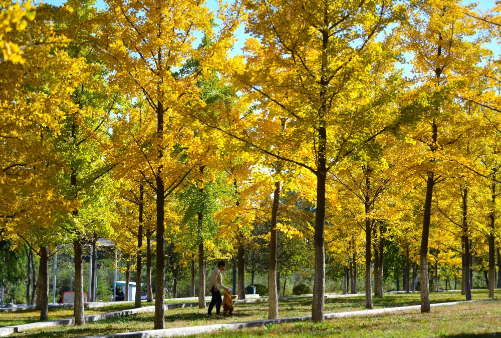 "霜降"节气,市民在亦庄凉水河滨河公园河道两岸赏秋