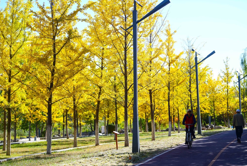 "霜降"节气,市民在亦庄凉水河滨河公园河道两岸赏秋