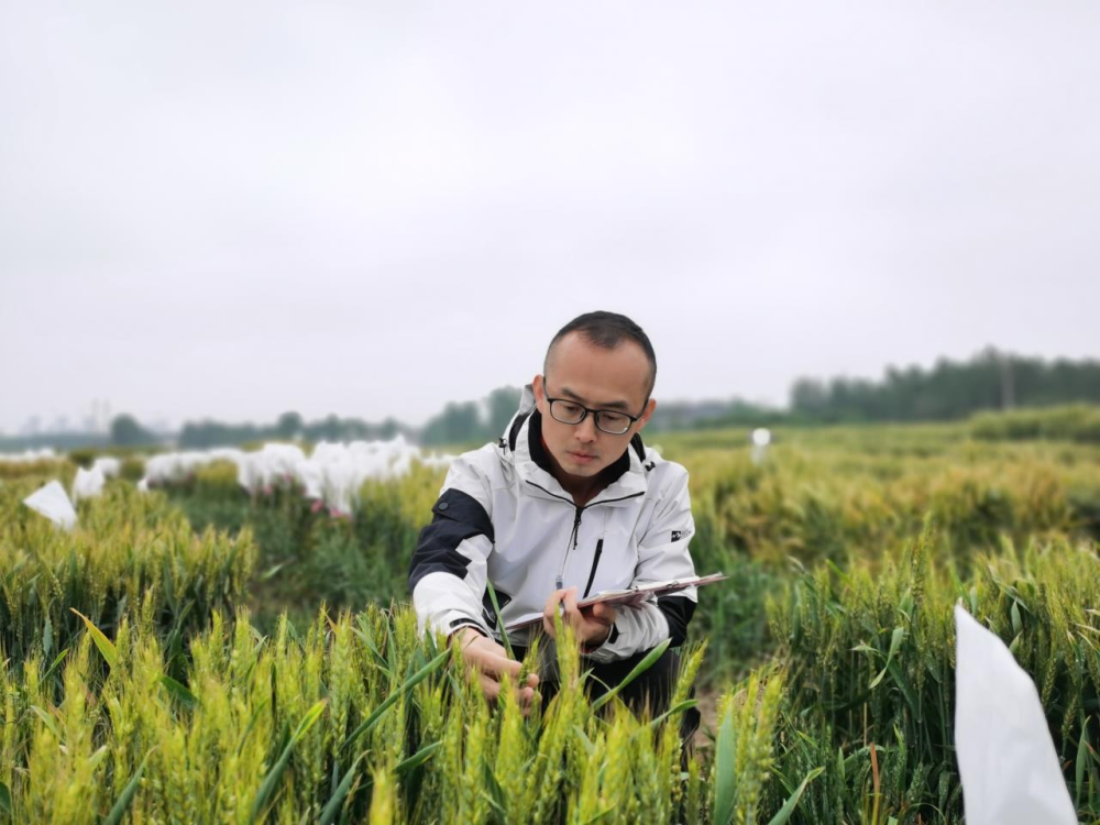 北京农科院高建刚：每年开展小麦试验千余次，助力杂交小麦产业化