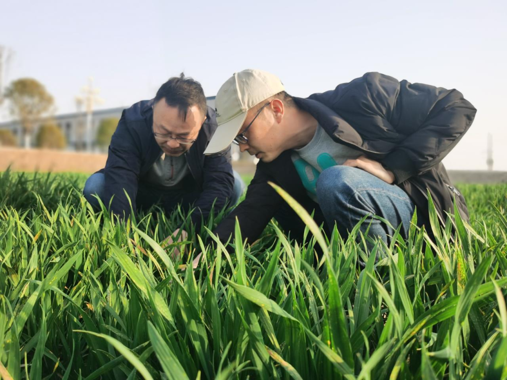 北京农科院高建刚：每年开展小麦试验千余次，助力杂交小麦产业化