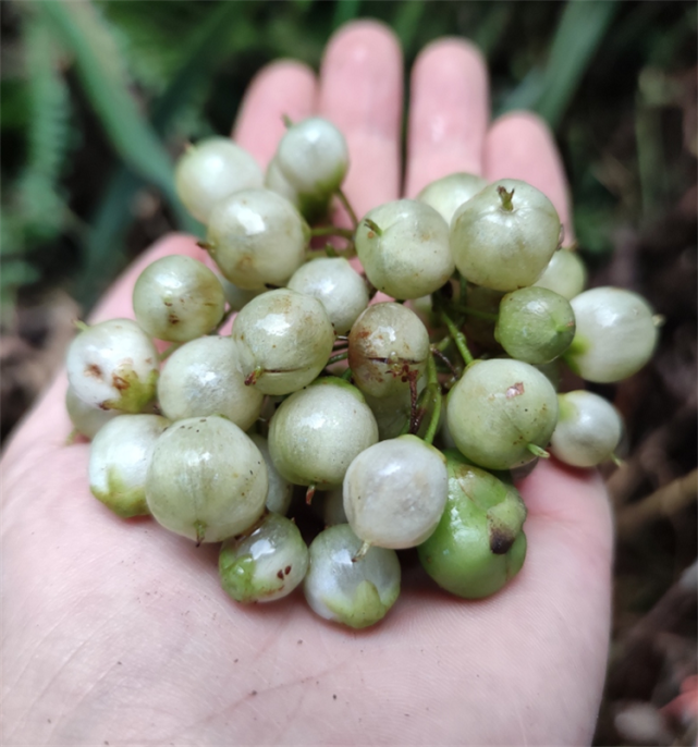 云南当地人介绍这种鼻涕果味道甜黏像蜂蜜吸溜一口好过瘾