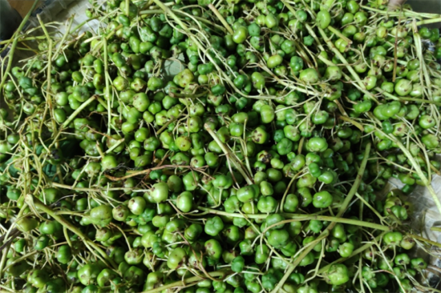 云南当地人介绍这种"鼻涕果",味道甜黏像蜂蜜,吸溜一口好过瘾