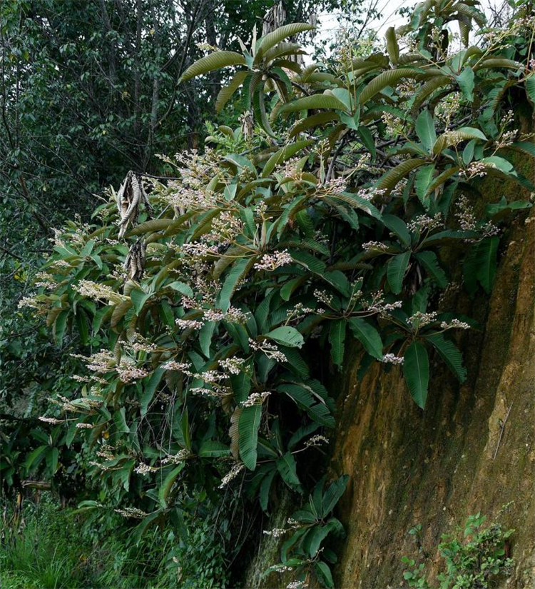 云南当地人介绍这种"鼻涕果",味道甜黏像蜂蜜,吸溜一口好过瘾