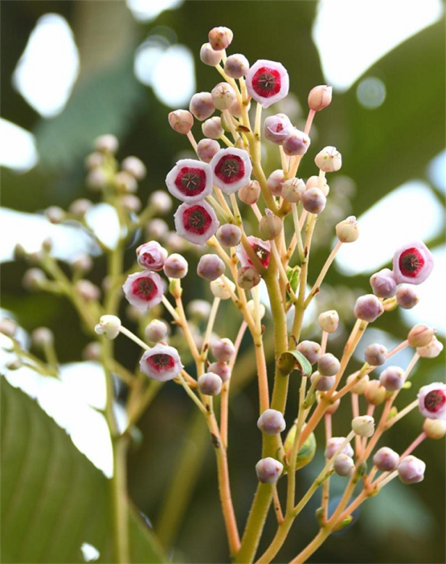 云南当地人介绍这种"鼻涕果",味道甜黏像蜂蜜,吸溜一口好过瘾
