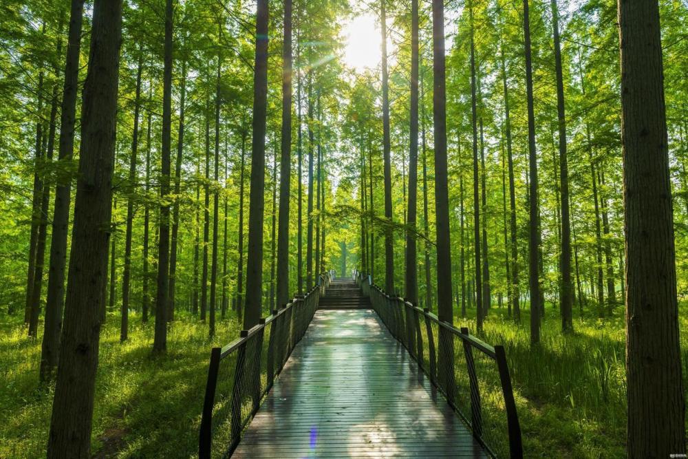绿色林海竹林杉树趣味体验来东台黄海国家森林公园愉快吸氧
