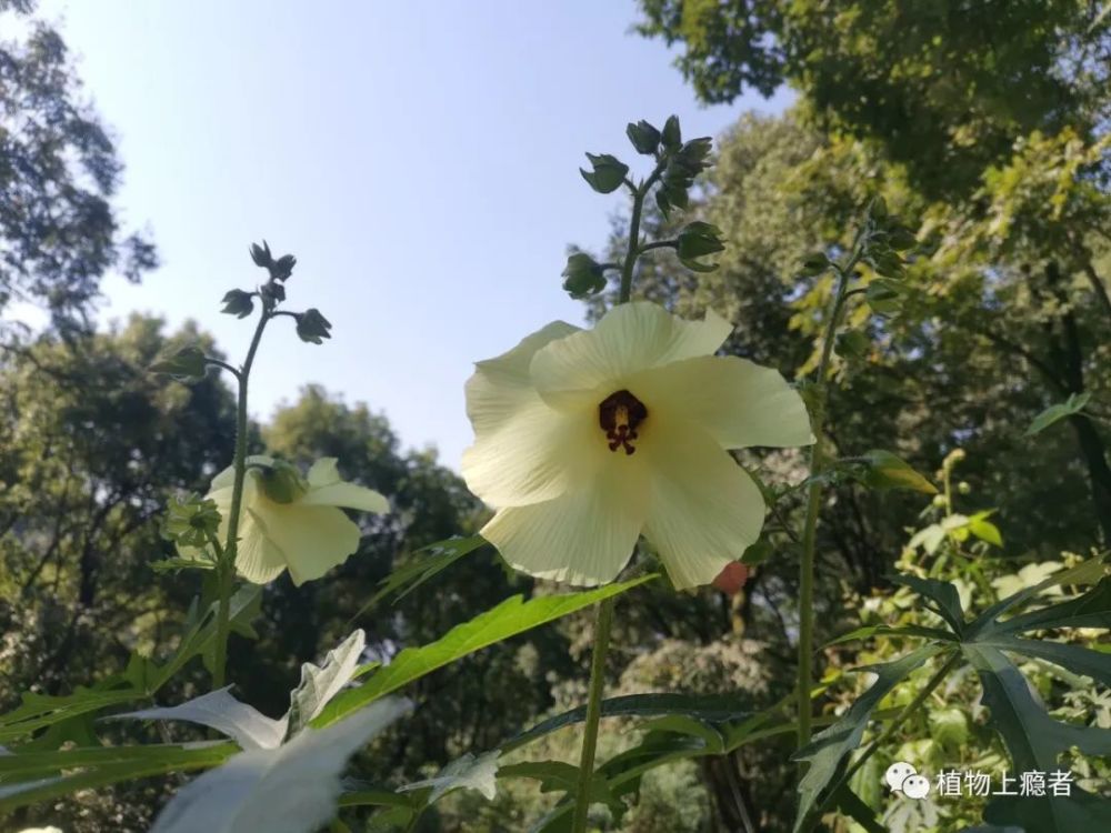 黄蜀葵 遇见它 于青城山下 涂山寺旁 腾讯新闻