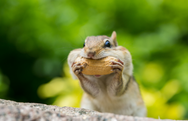 网友:冬天松鼠能记得食物藏哪了吗?