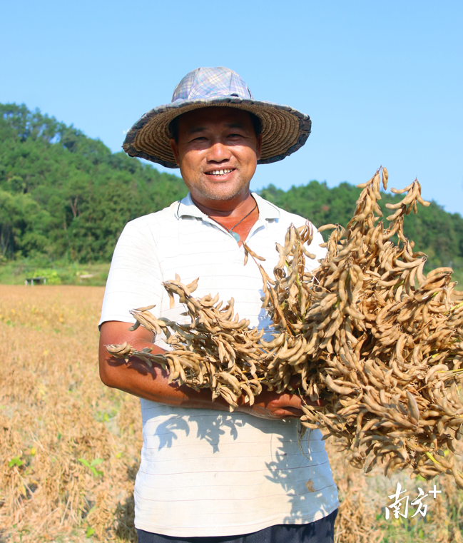 亩产420斤九龙镇千亩大豆迎丰收优质豆种将供华南6省