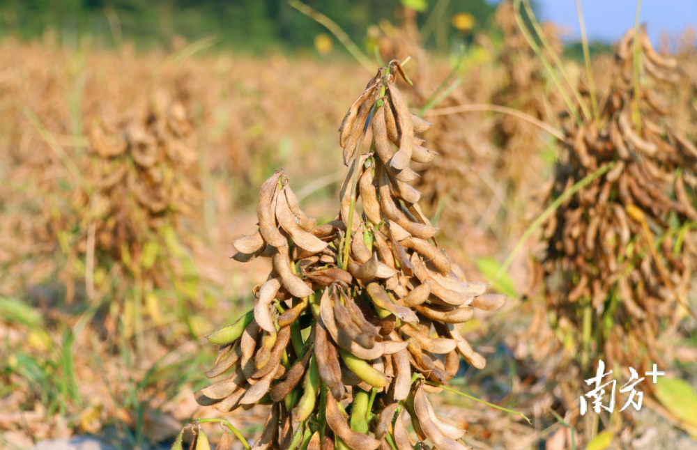农户正在清理大豆田的杂草.