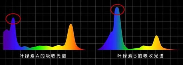 光合色素吸收光谱图图片