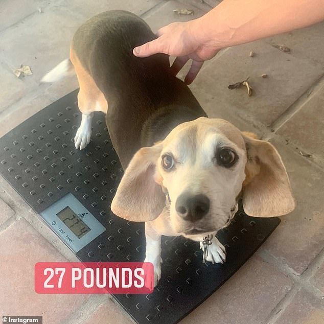 现在只有27磅(约24斤)了,达到了比格犬的标准体重(25磅到30磅),模样