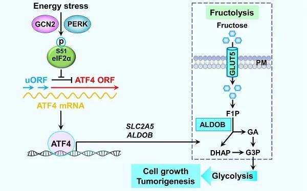 nature子刊揭示atf4依賴的果糖代謝促進膠質瘤的惡性進展