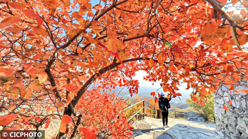 北京:香山红叶美不胜收_腾讯新闻