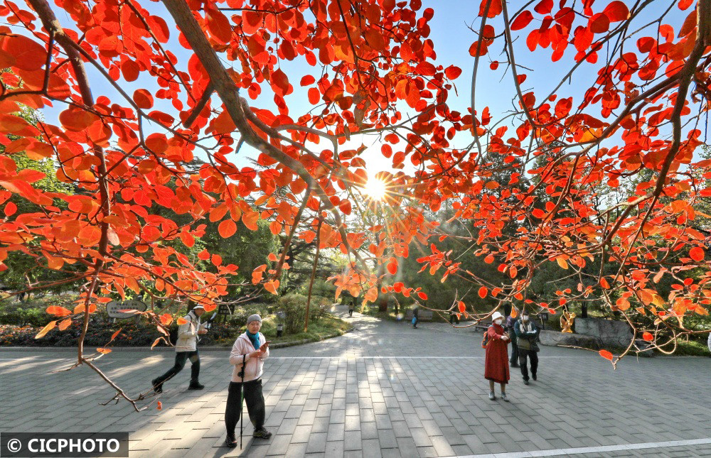 北京:香山红叶美不胜收_腾讯新闻