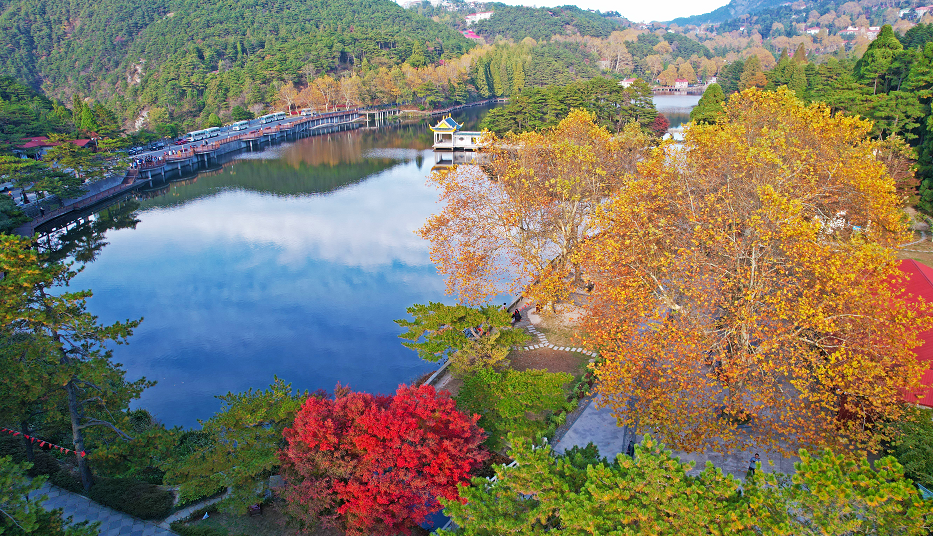 如琴湖上波光潋滟晴方好,花径公园石拱桥旁鸡爪槭一树独红,在秋日艳阳