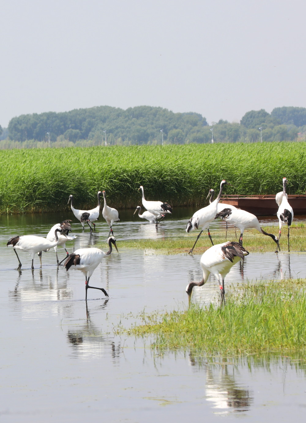 (新华全媒 )湿地之美丨黑龙江扎龙国家级自然保护区