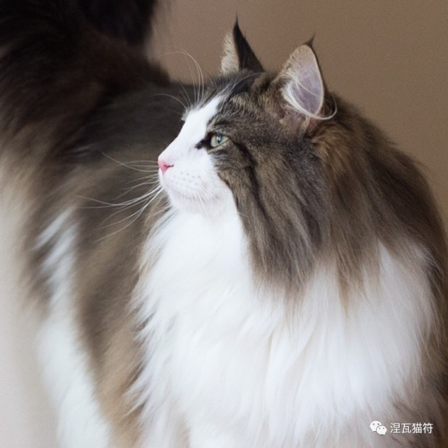 挪威森林猫丨虎斑系列