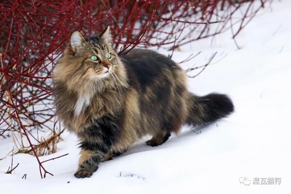 挪威森林猫丨虎斑系列_腾讯新闻
