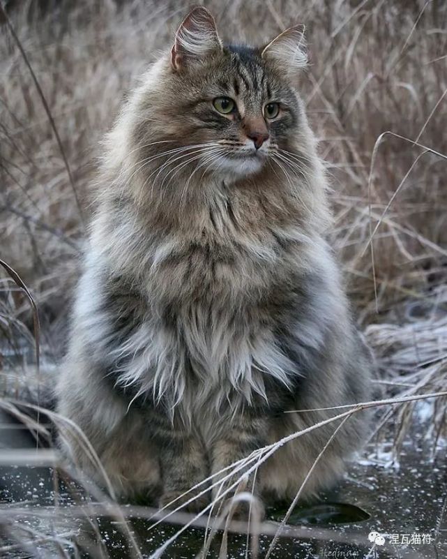 挪威森林猫丨虎斑系列