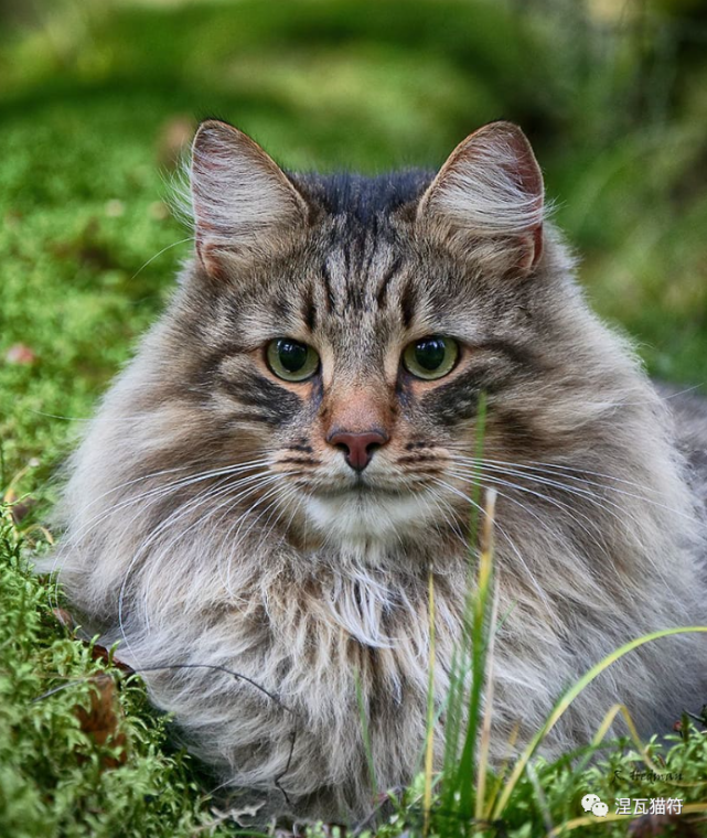 挪威森林猫丨虎斑系列