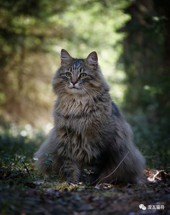 挪威森林猫丨虎斑系列_腾讯新闻