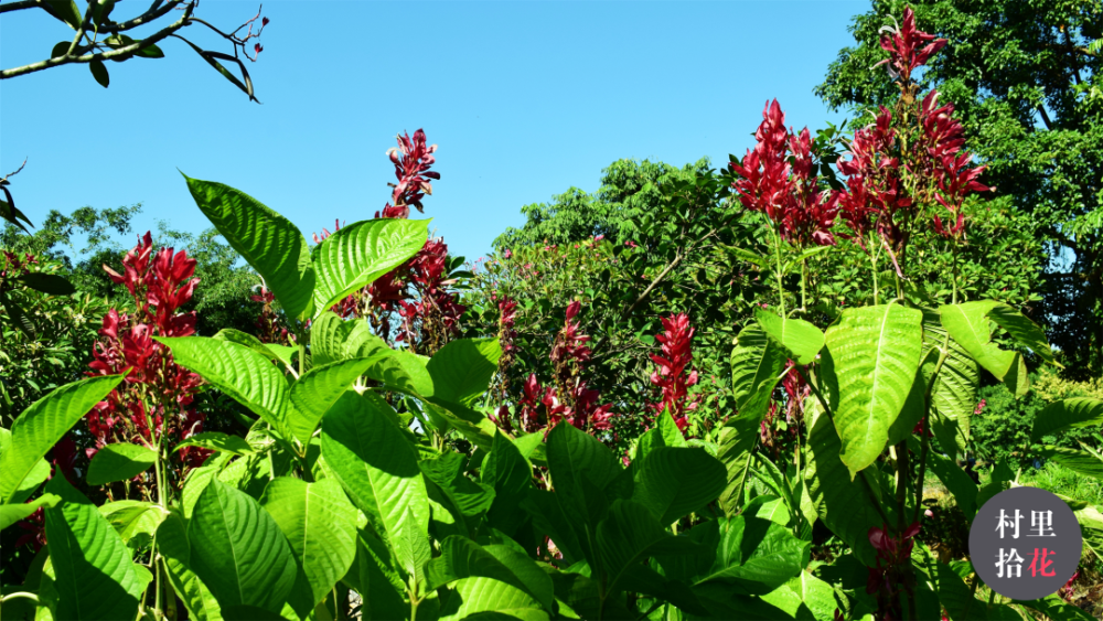 "赤苞花"赤红的火焰中藏着狐狸尾巴.