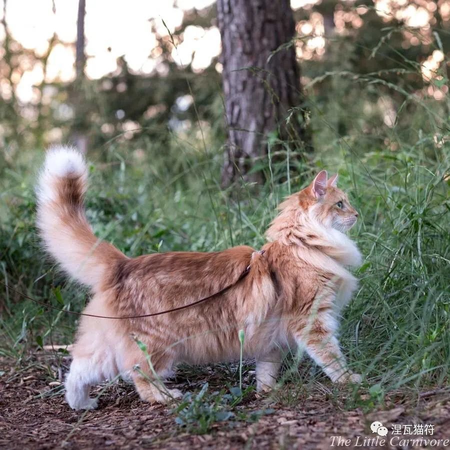 挪威森林猫丨虎斑系列_腾讯新闻