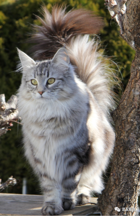 挪威森林猫丨虎斑系列