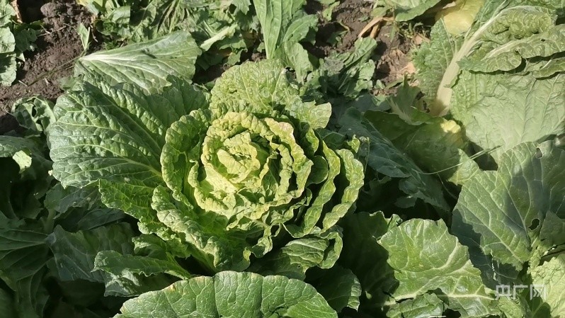 新疆焉耆助农服务热线白菜丰产变丰收