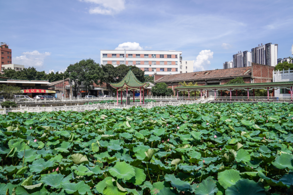佛山方志影像丨龙狮圣源照亮莲塘人的精神家园