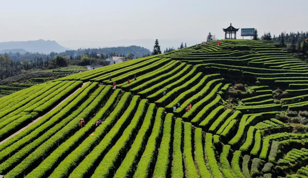 又是采摘好时节四川泸州纳溪区秋茶产业助农增收