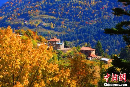 四川黑水:彩林进入最佳观赏期 层林尽染秋意浓