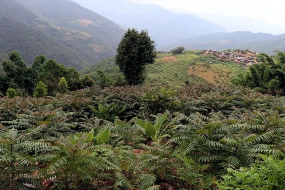 在雄鸡的啼鸣声中,天空逐渐泛出微光,金秋十月的清晨,双柏县爱尼山乡
