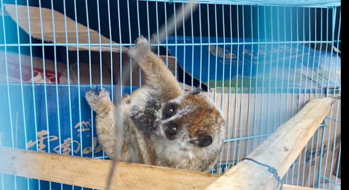 国家一级重点保护动物"大眼萌猴" 回归大围山_腾讯新闻