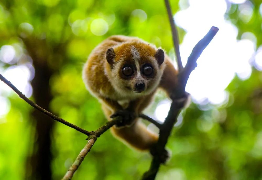 国家一级重点保护动物"大眼萌猴" 回归大围山_腾讯新闻