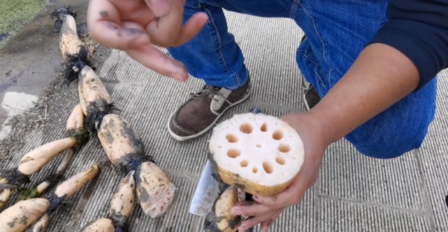 又粉又糯十孔莲藕上市专家教你煨汤的粉藕这样挑
