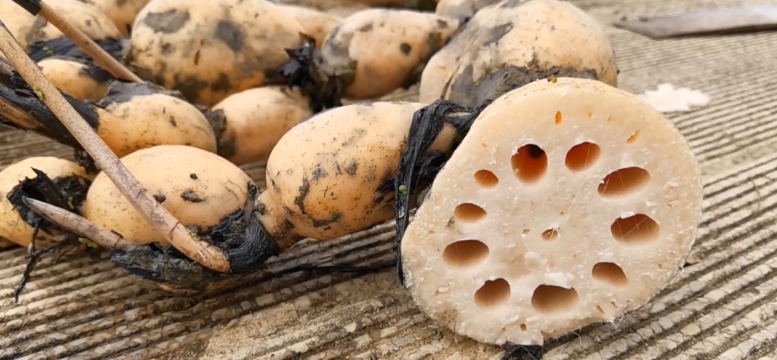 专家教你煨汤的粉藕这样挑!_腾讯新闻