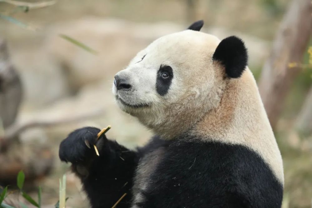 大熊猫晶亮正未你而来……