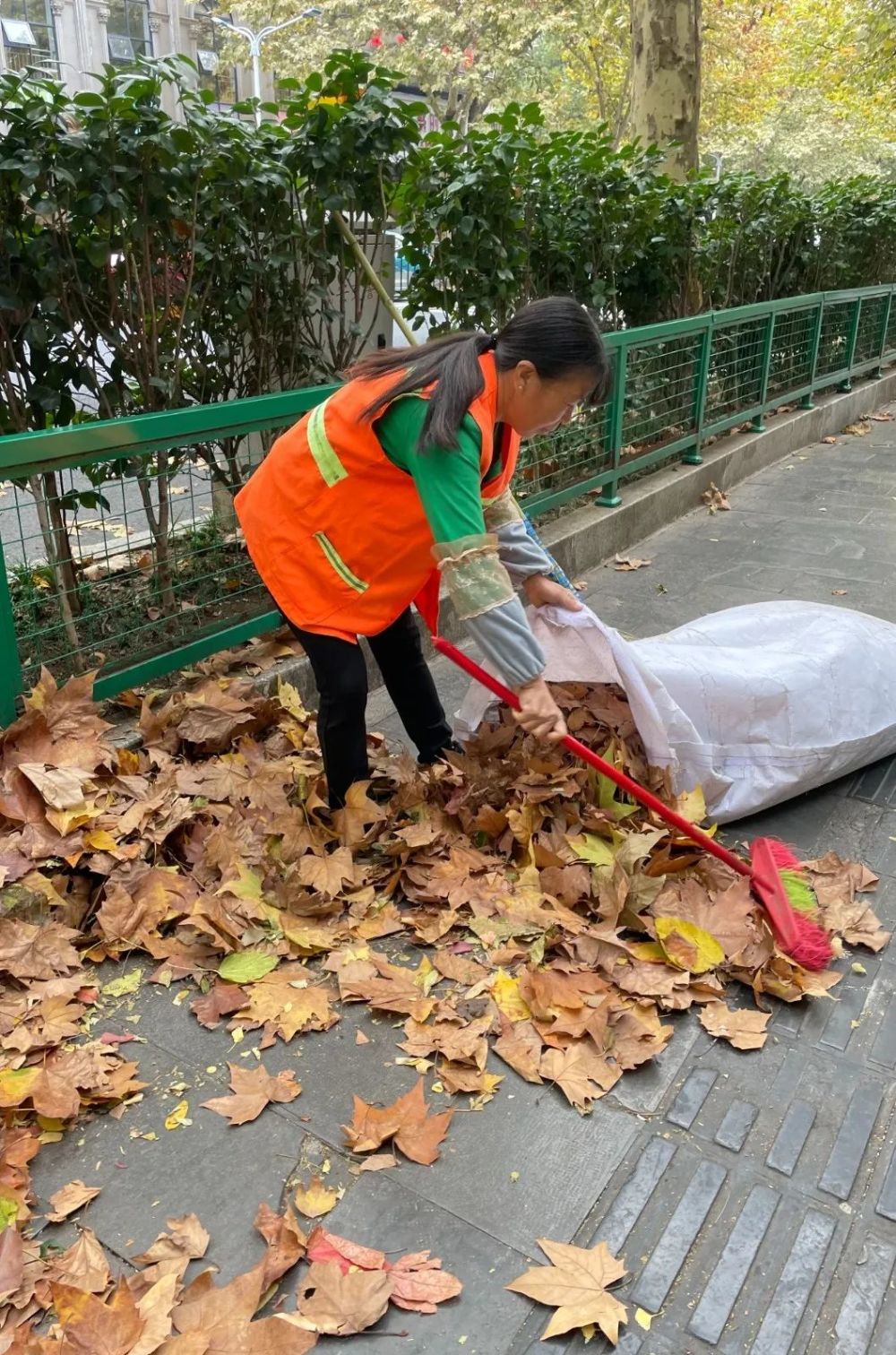 组织60余名在职人员参与到清扫落叶的队伍中去,全力支援一线环卫工人