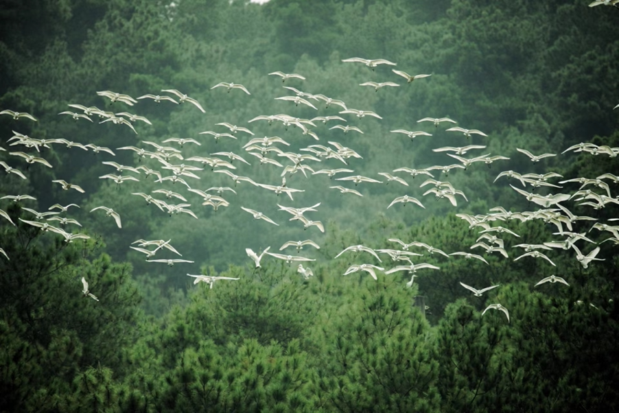 守护好这千年鸟道
