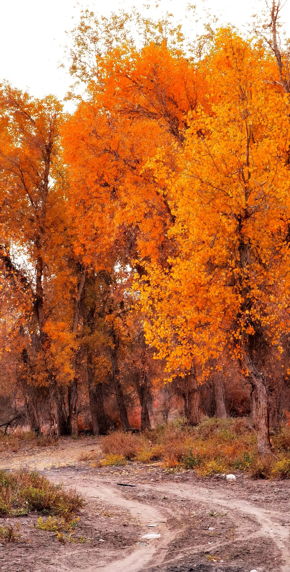库尔勒普惠乡25万亩天然胡杨林景色美如画